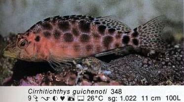 Cirrhitichthys guichenoti